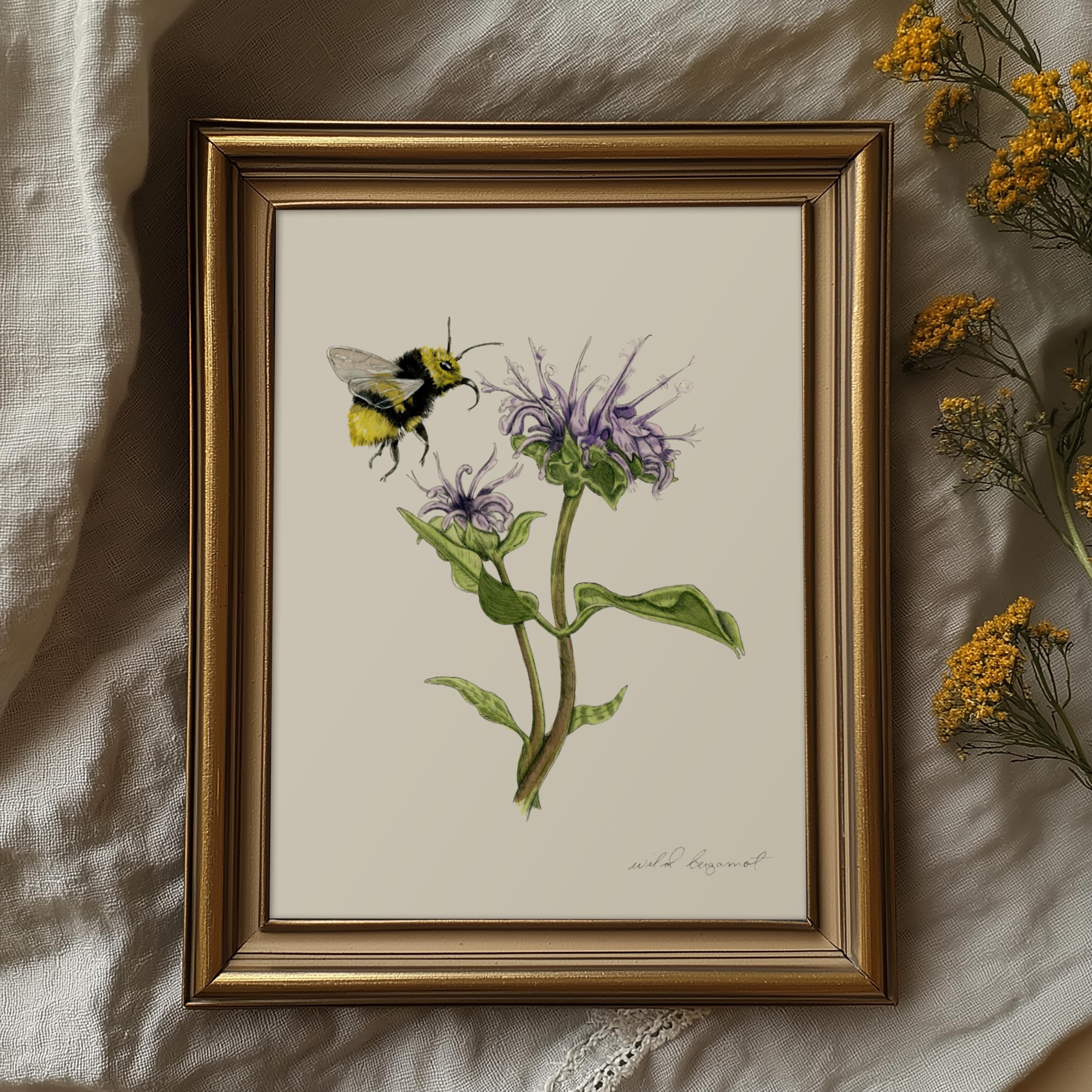 Wild Bergamot (Bee Balm) Print