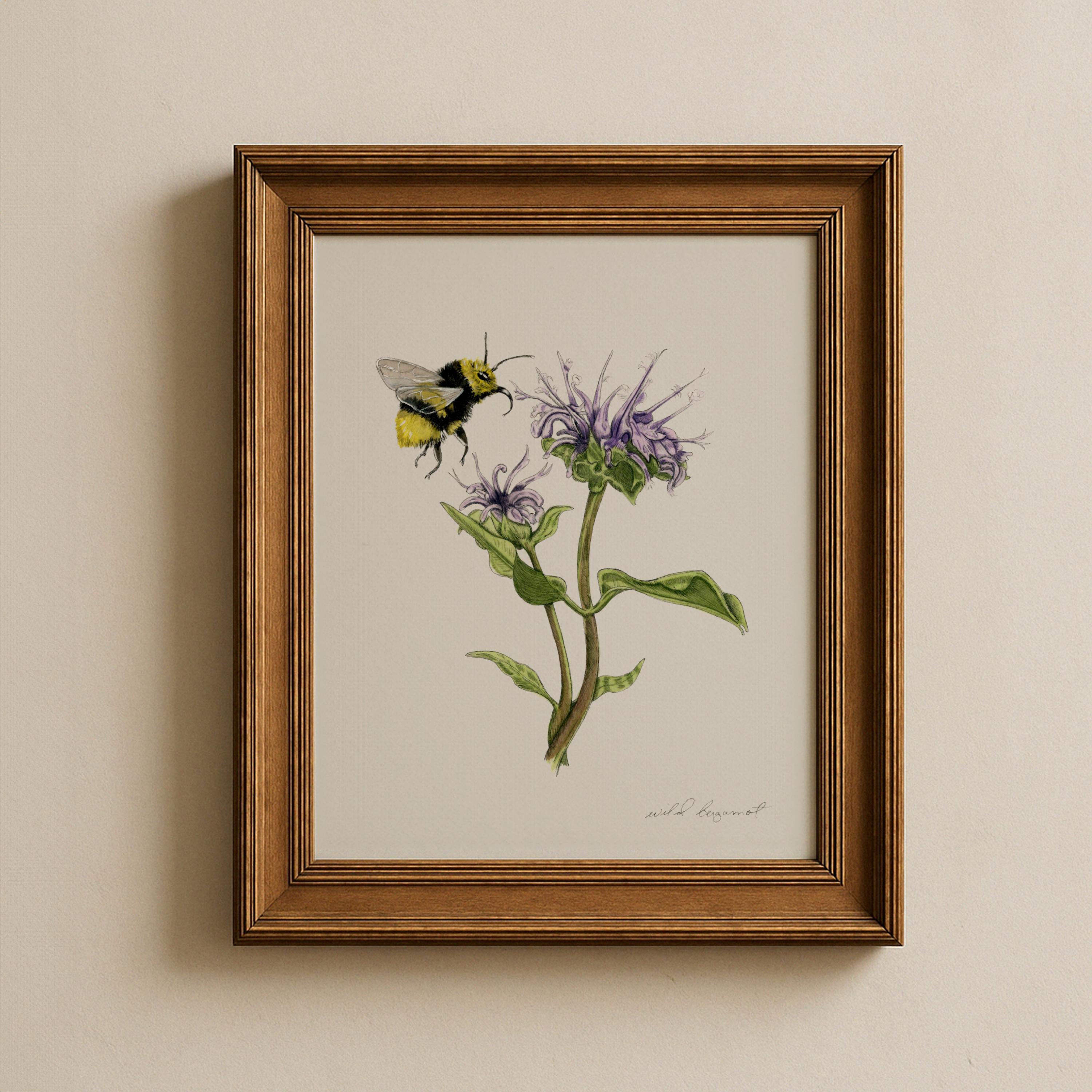 Wild Bergamot (Bee Balm) Print