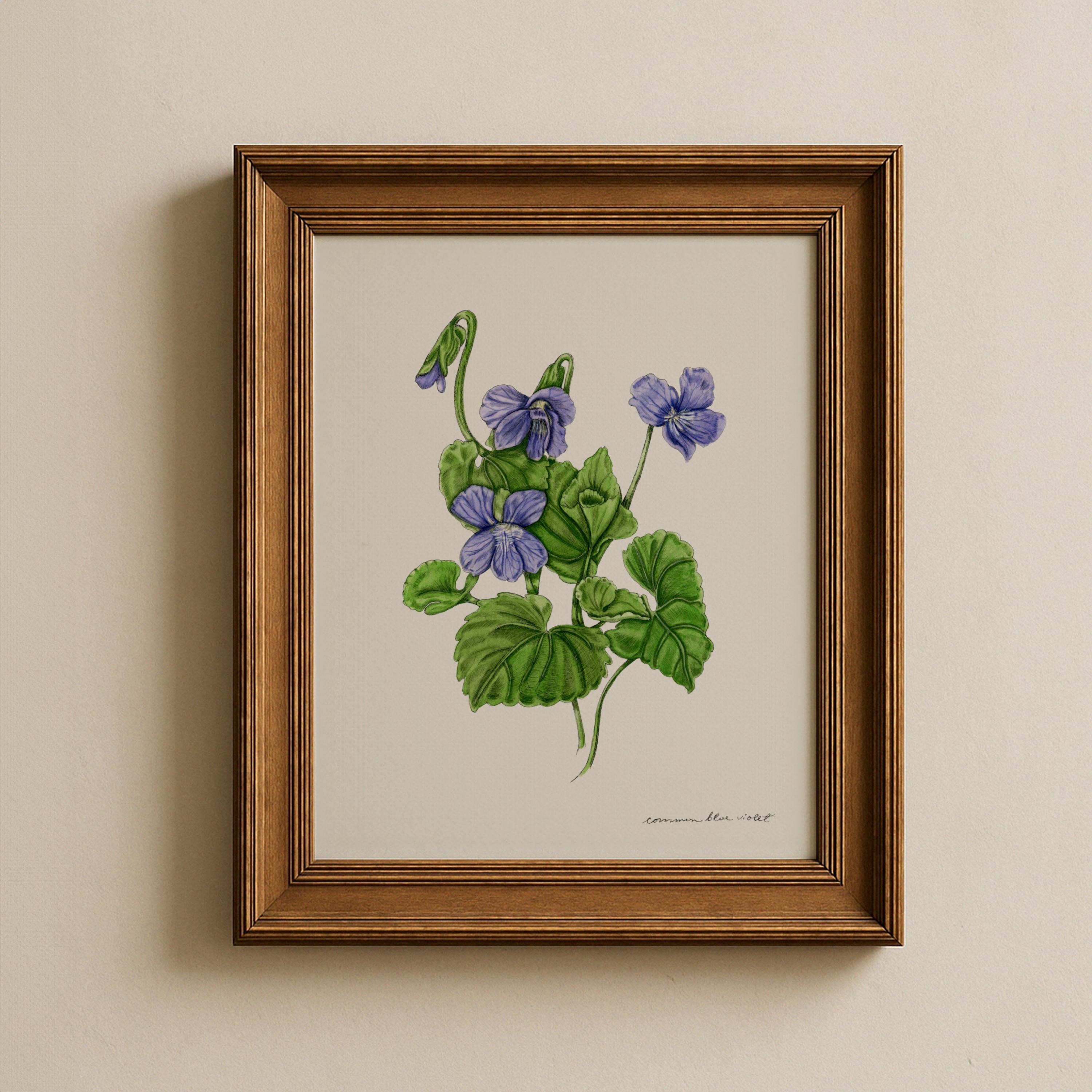 Common Blue Violet Print