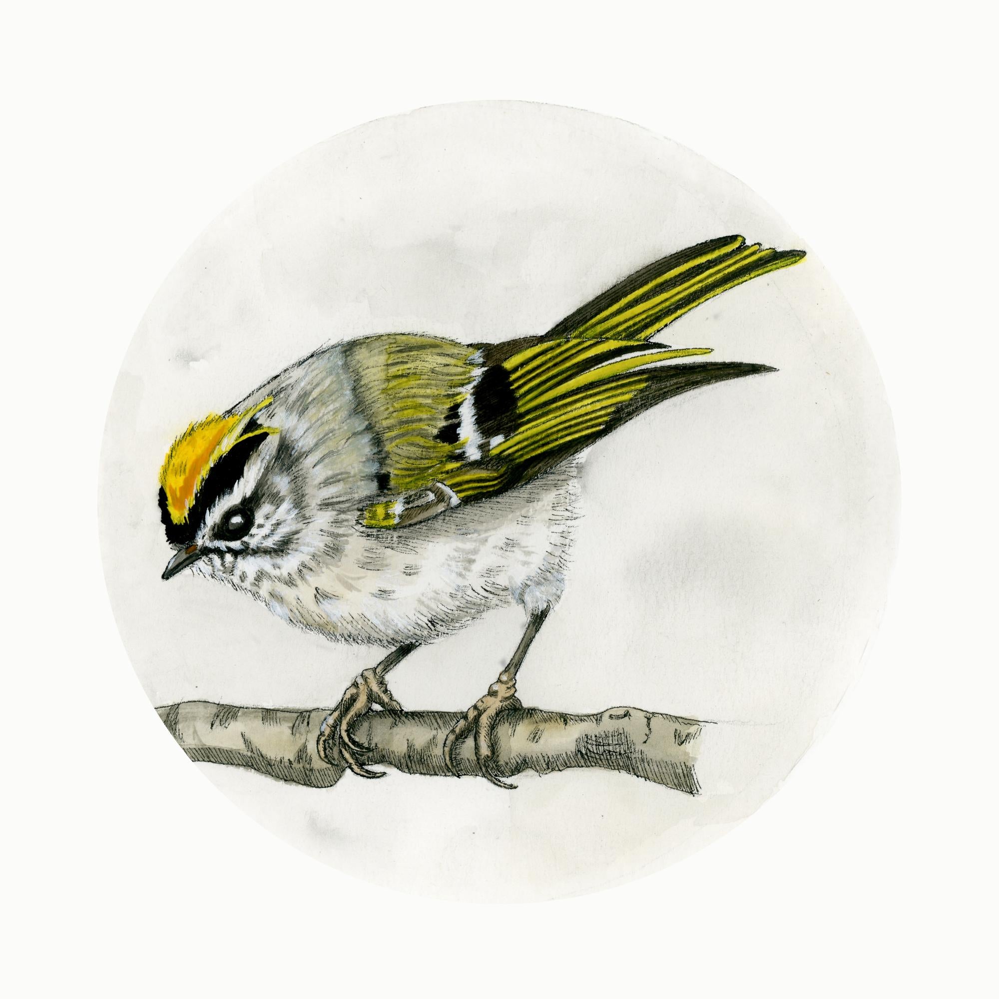 Golden-crowned Kinglet Print