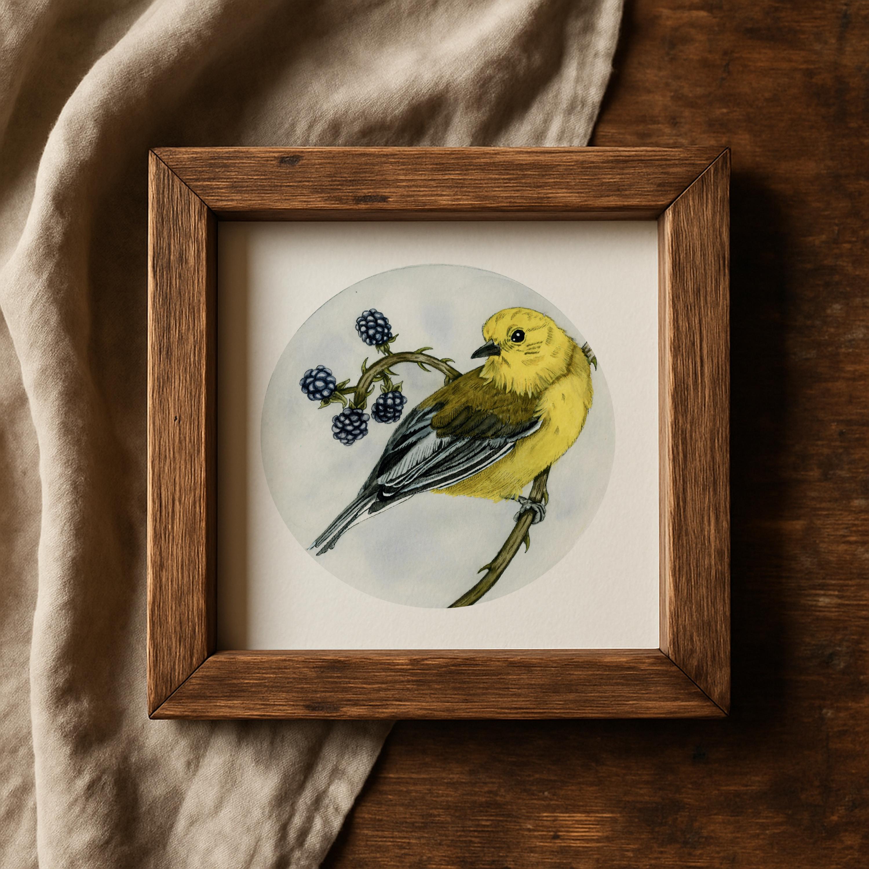 Prothonotary Warbler Print
