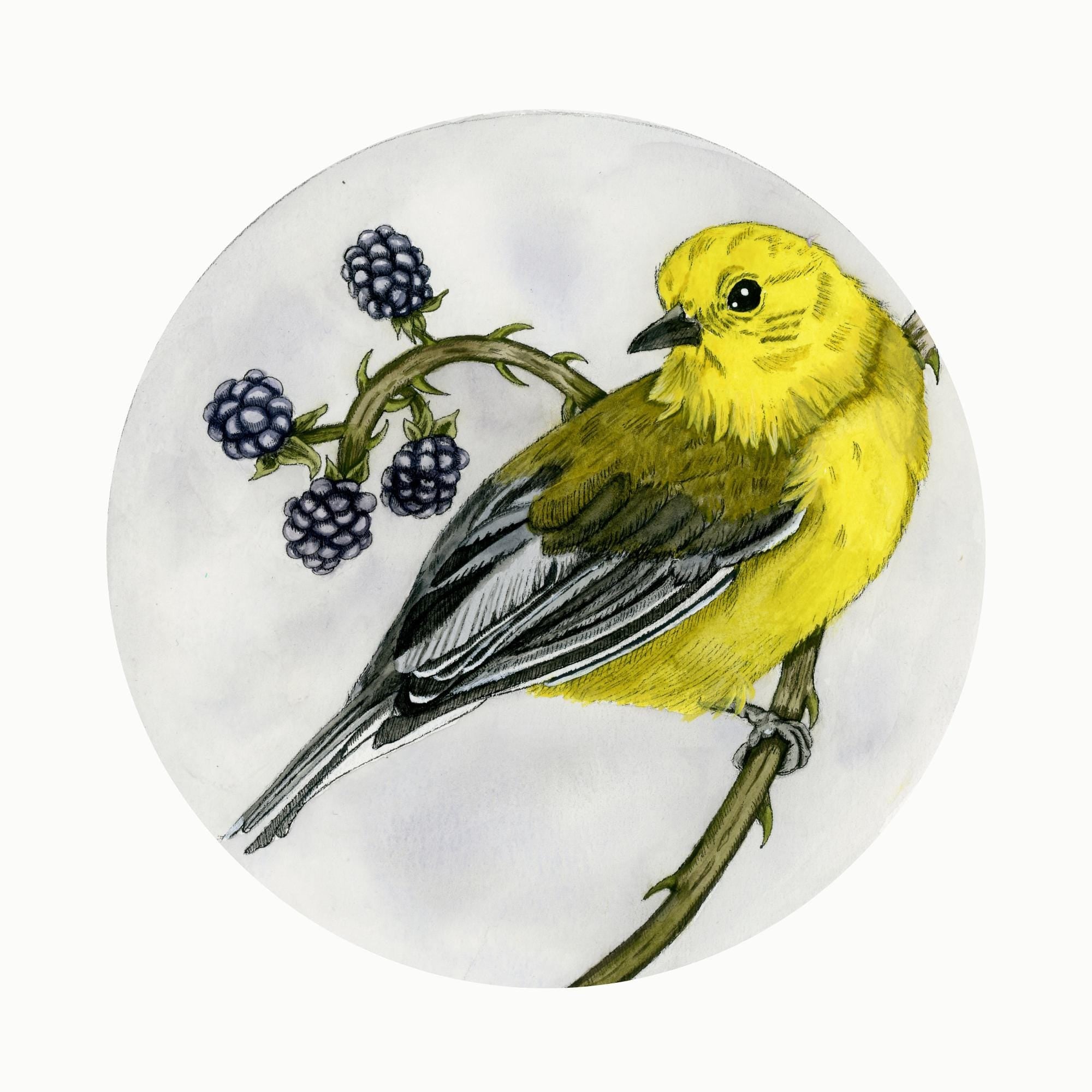 Prothonotary Warbler Print