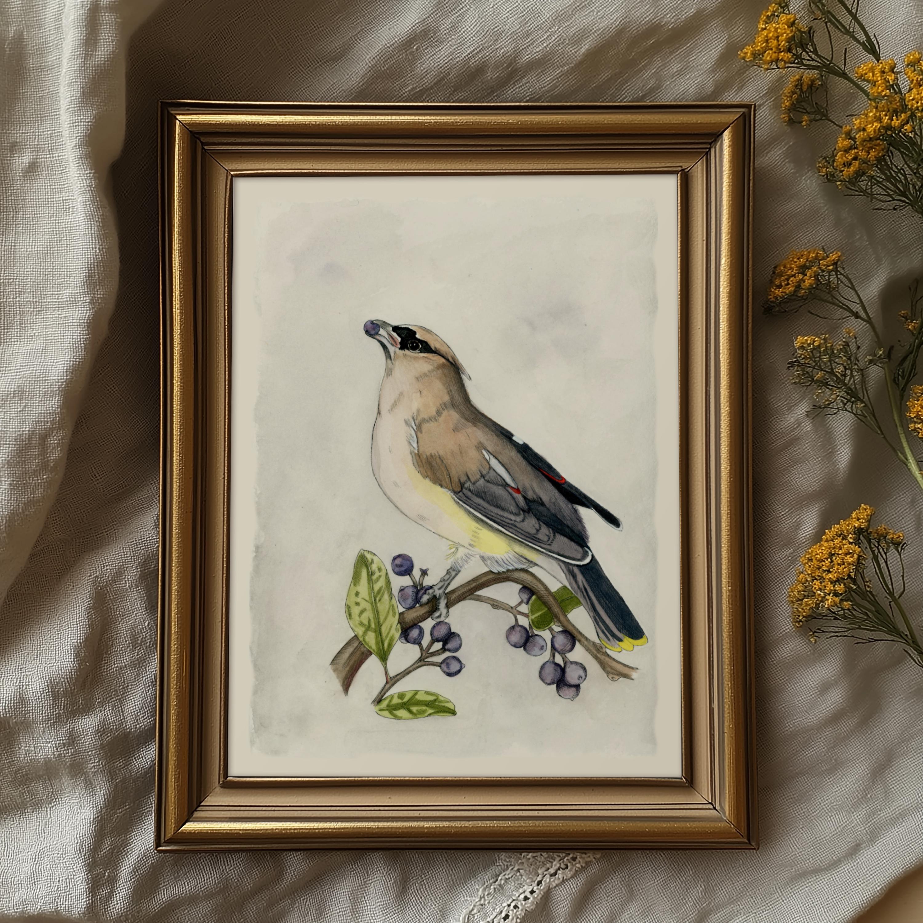 Cedar Waxwing Print