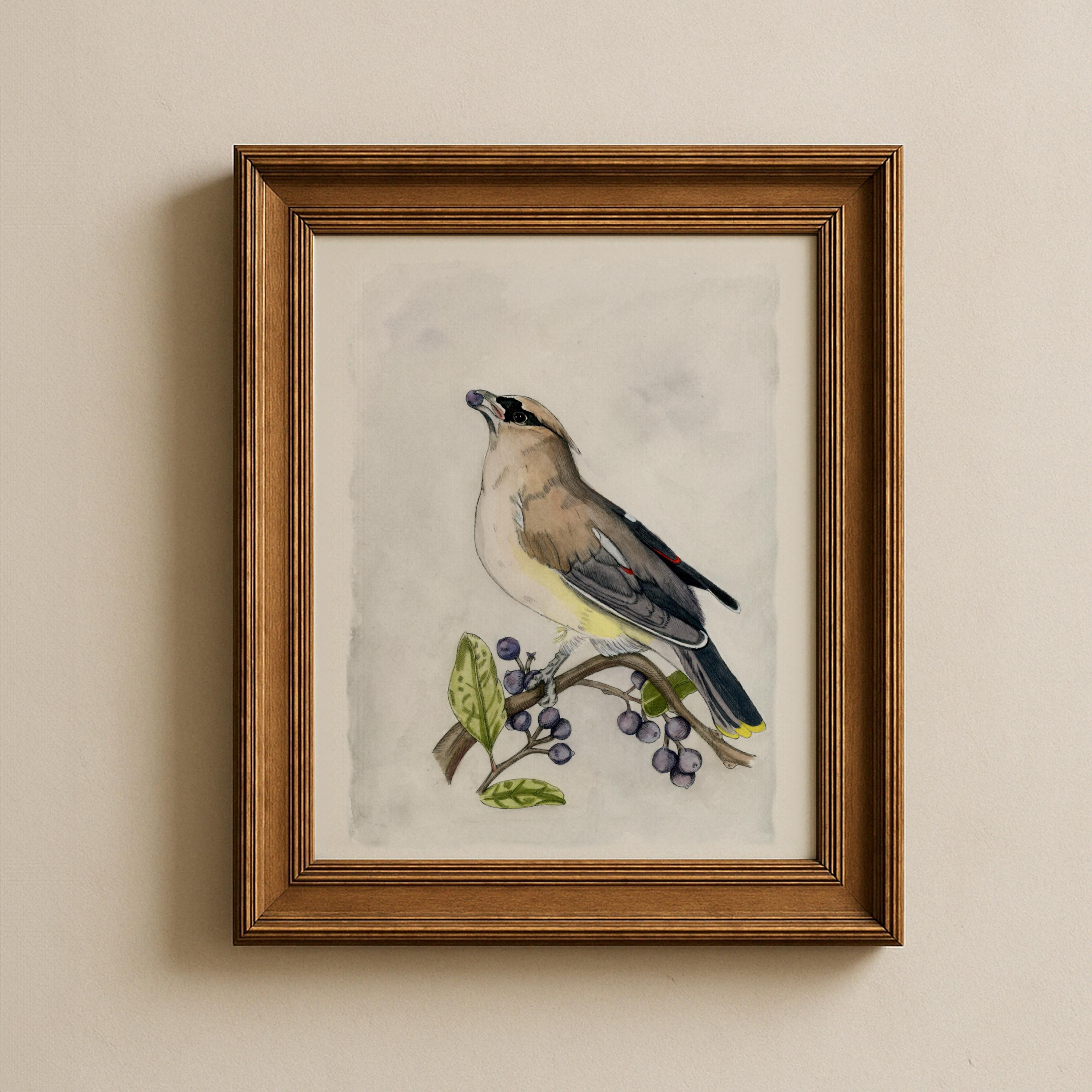 Cedar Waxwing Print