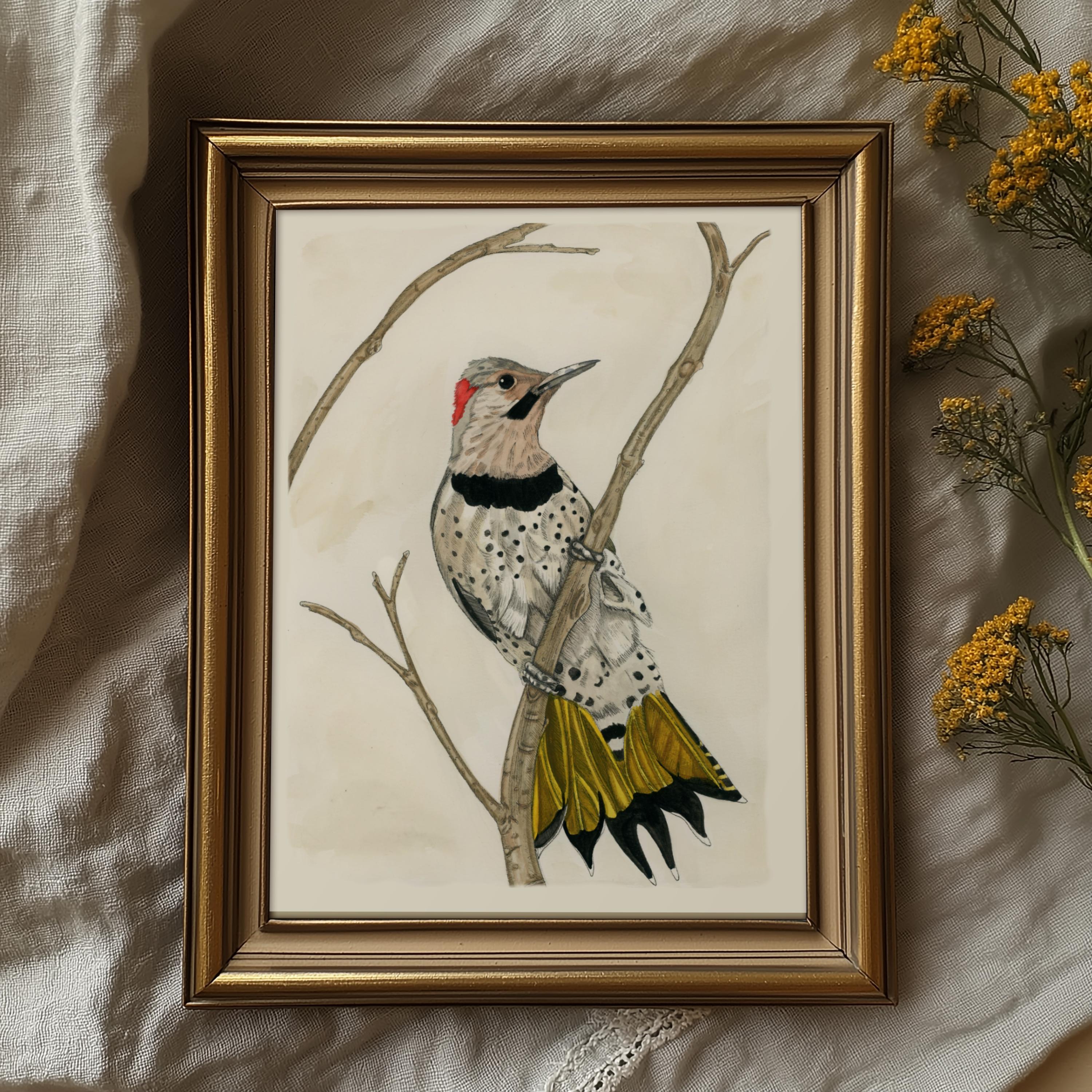 Northern Flicker Print