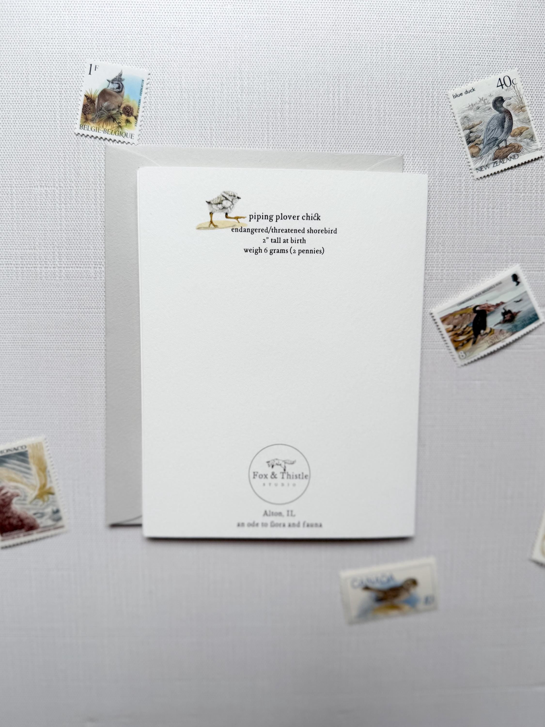 Piping Plover Baby Shower Card