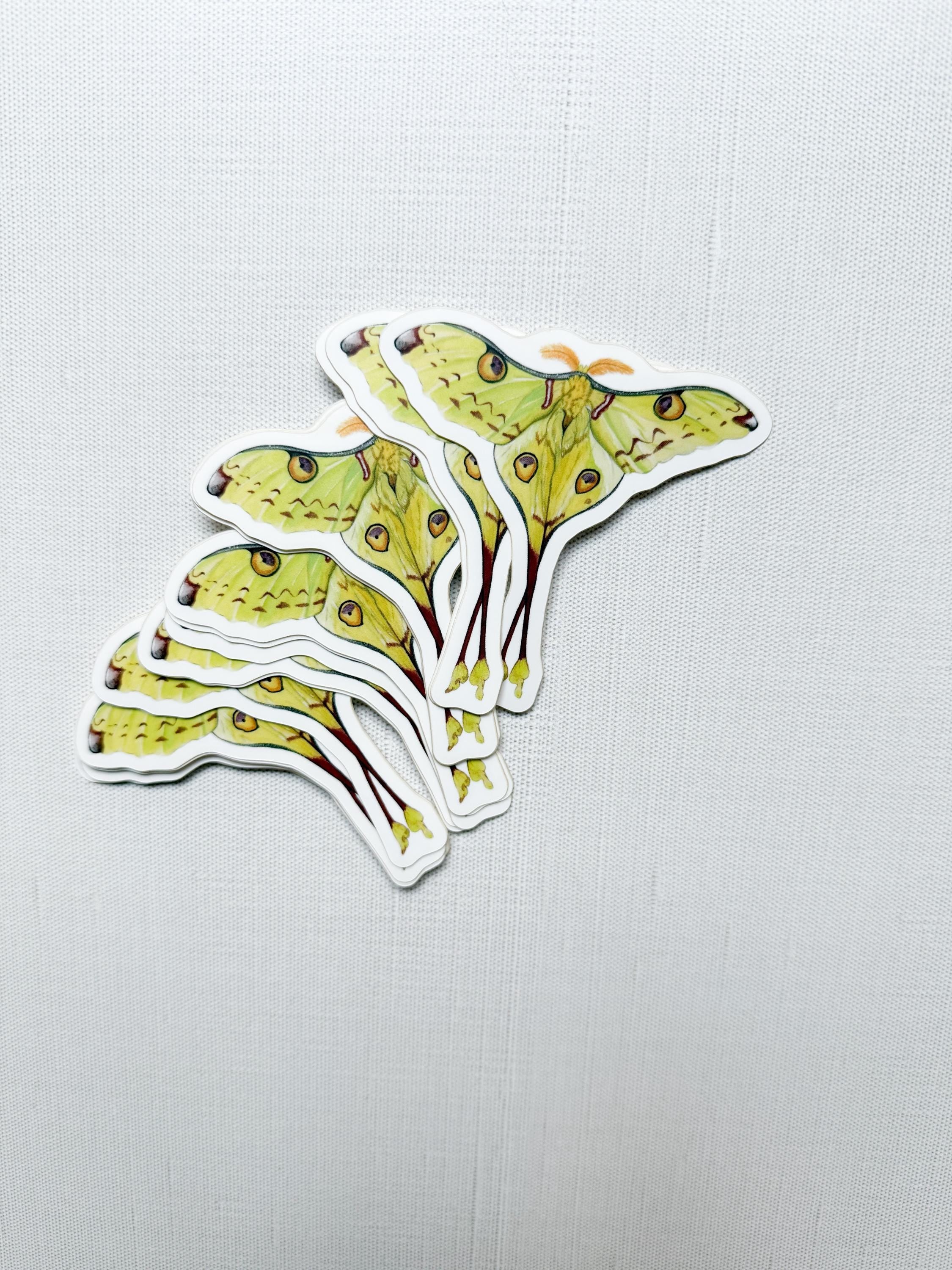 Madagascan Moon Moth Sticker