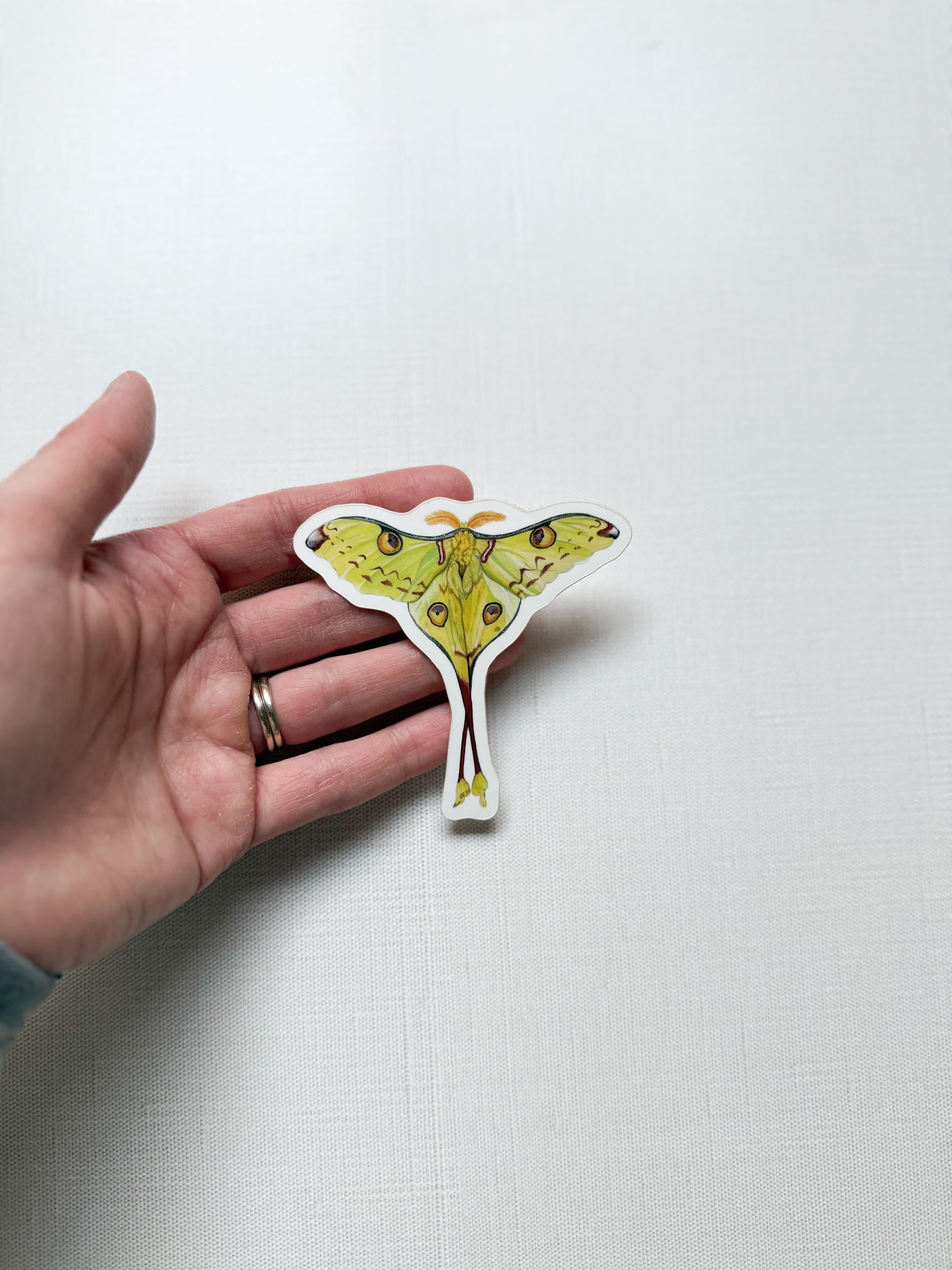 Madagascan Moon Moth Sticker