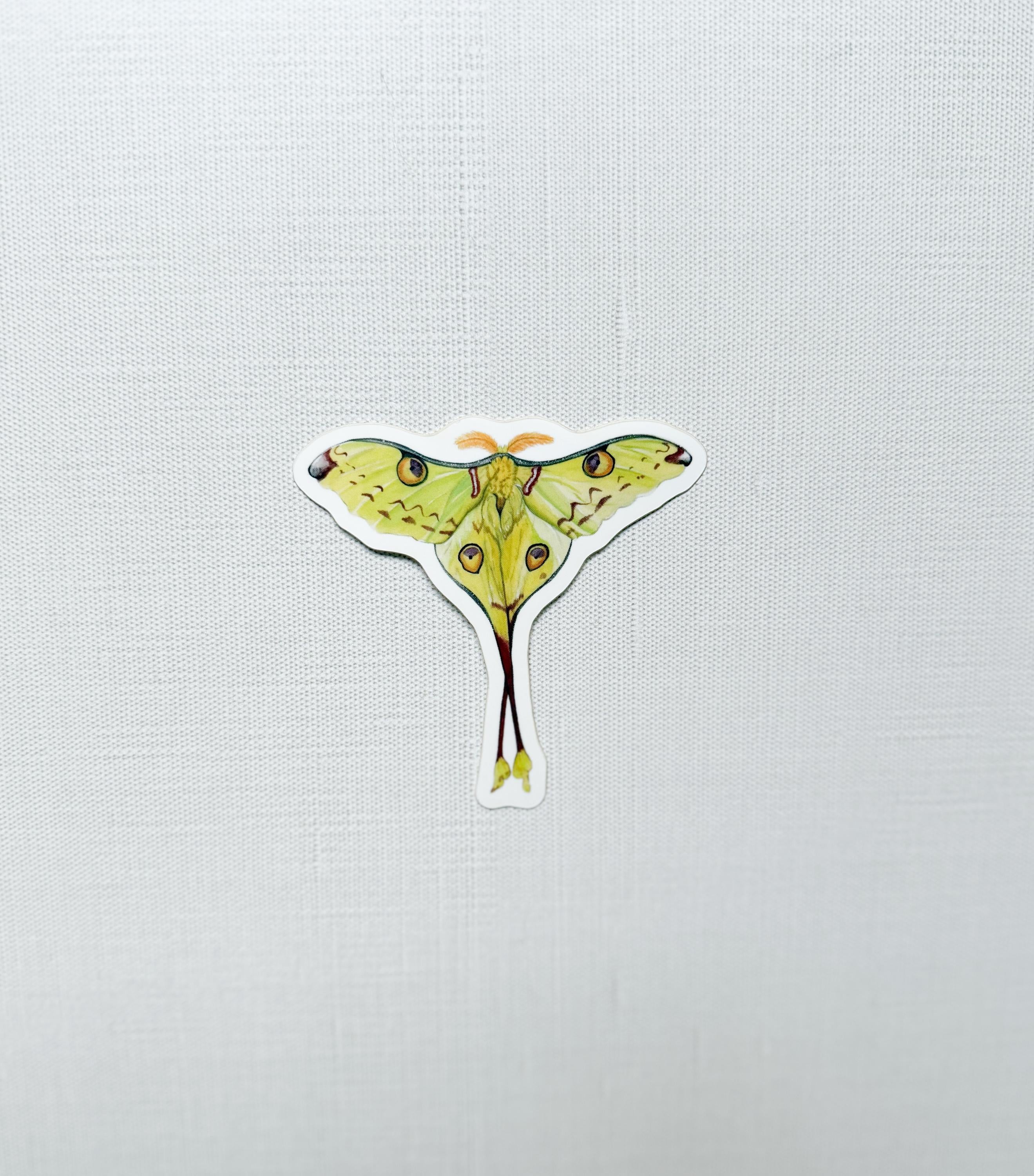 Madagascan Moon Moth Sticker
