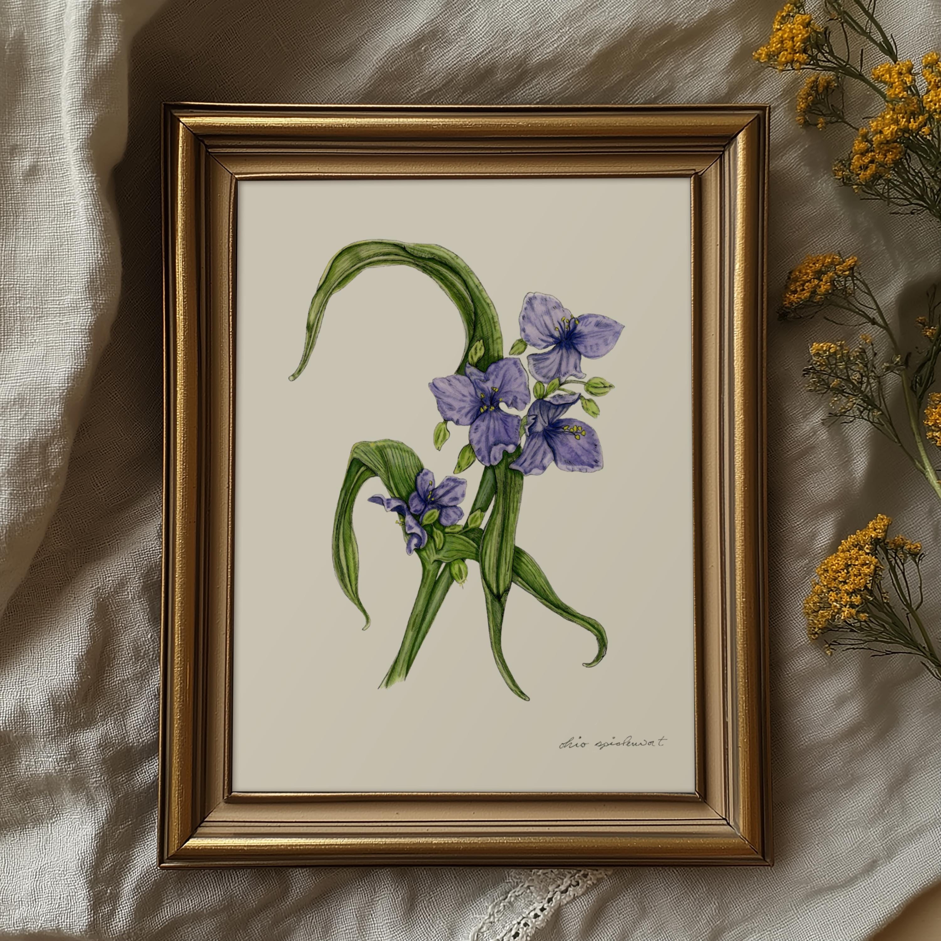 Ohio Spiderwort Print