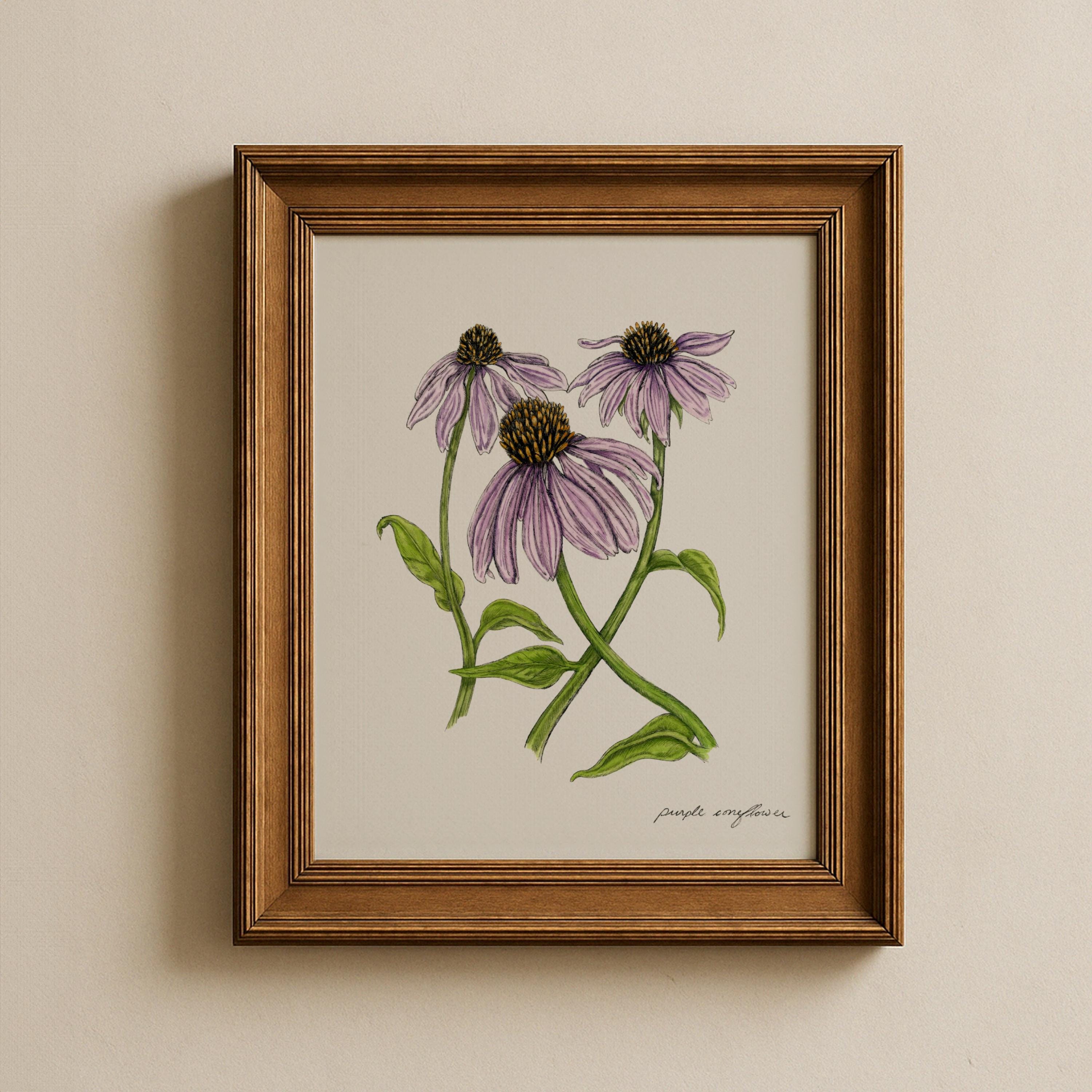 Purple Coneflower Print