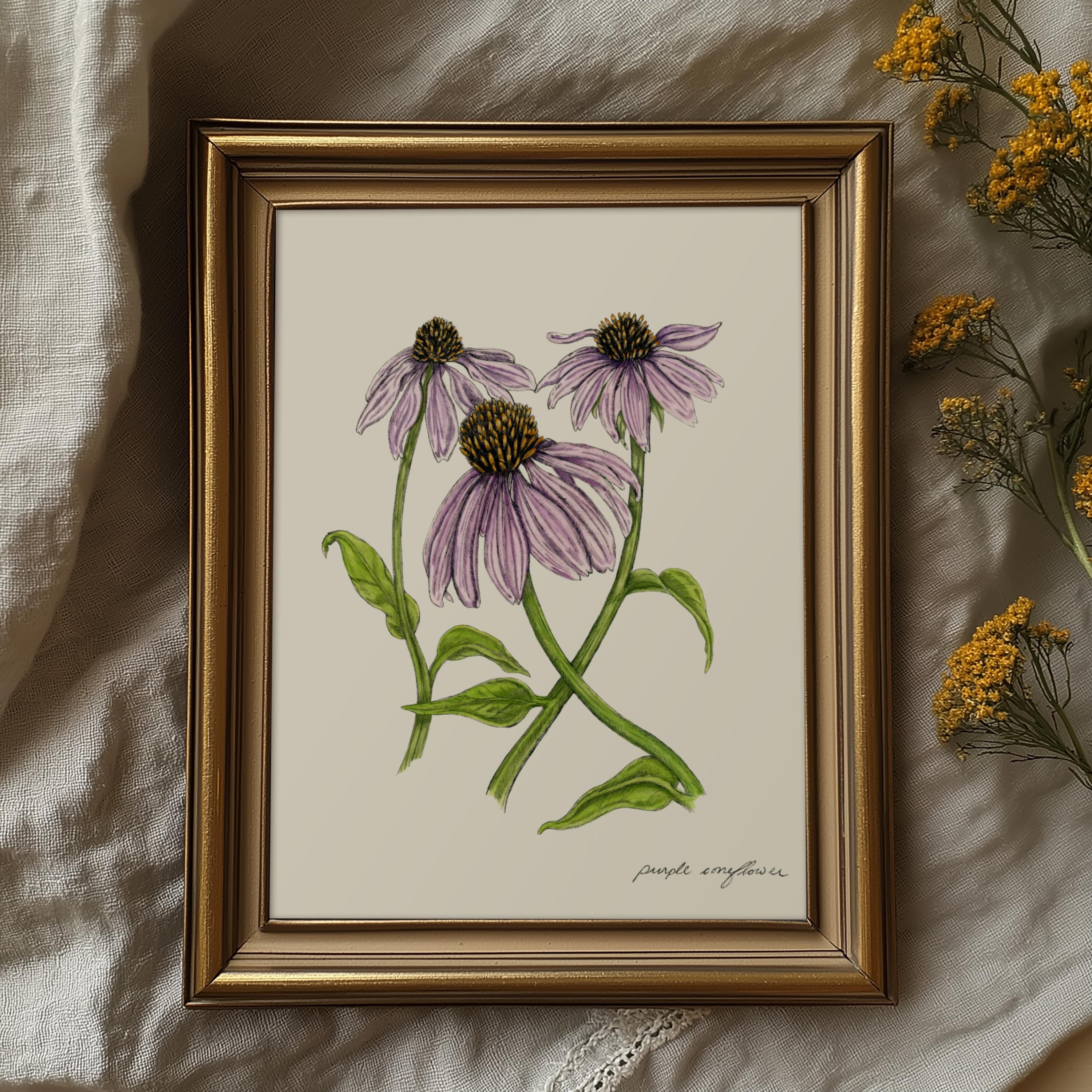 Purple Coneflower Print