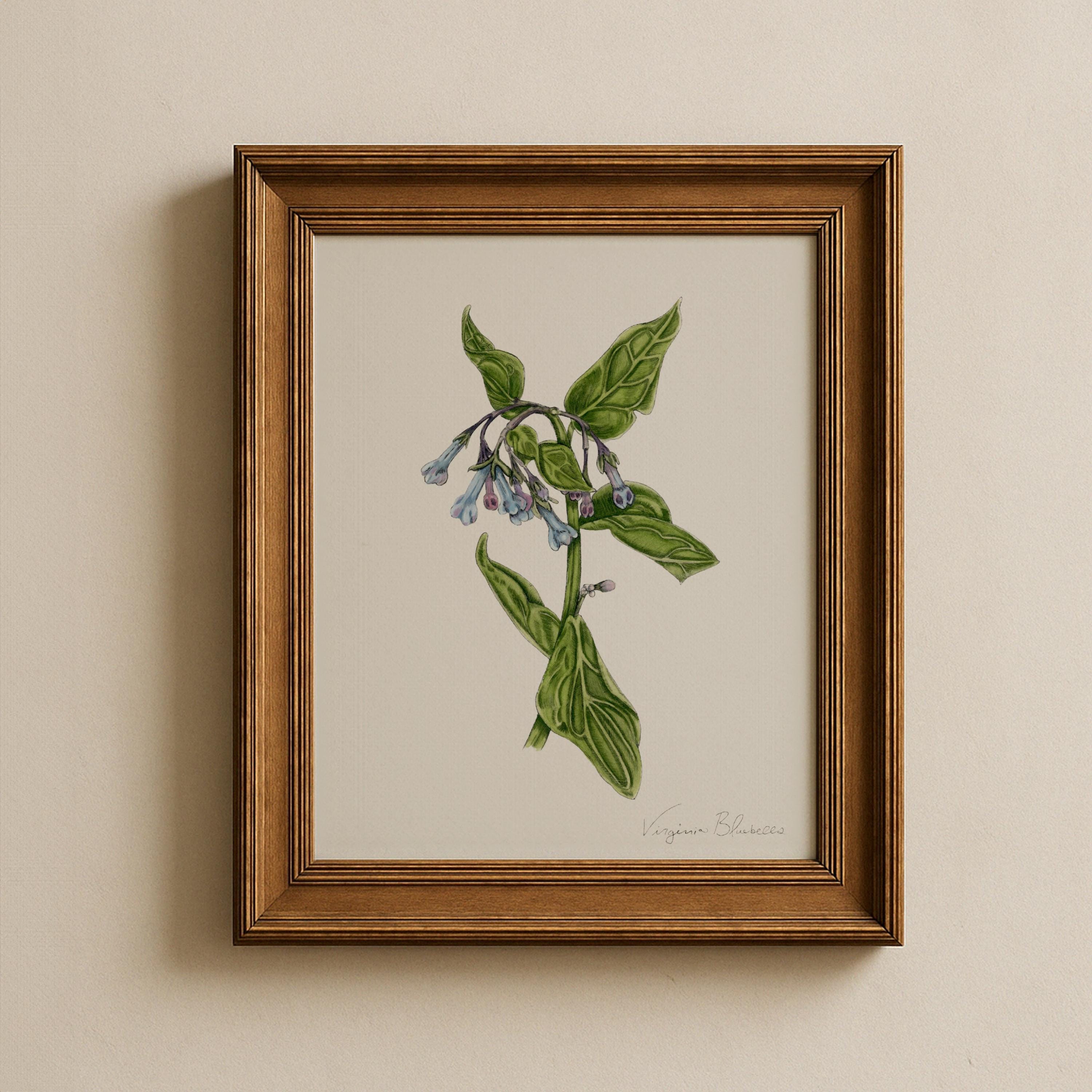 Virginia Bluebells Print