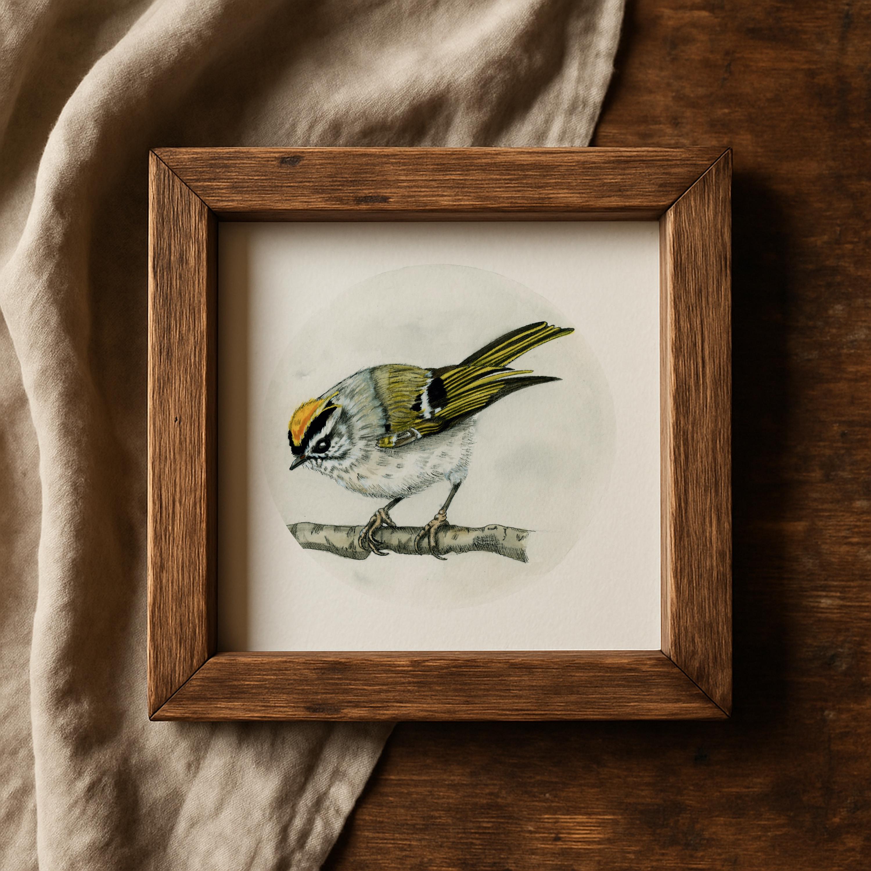 Golden-crowned Kinglet Print