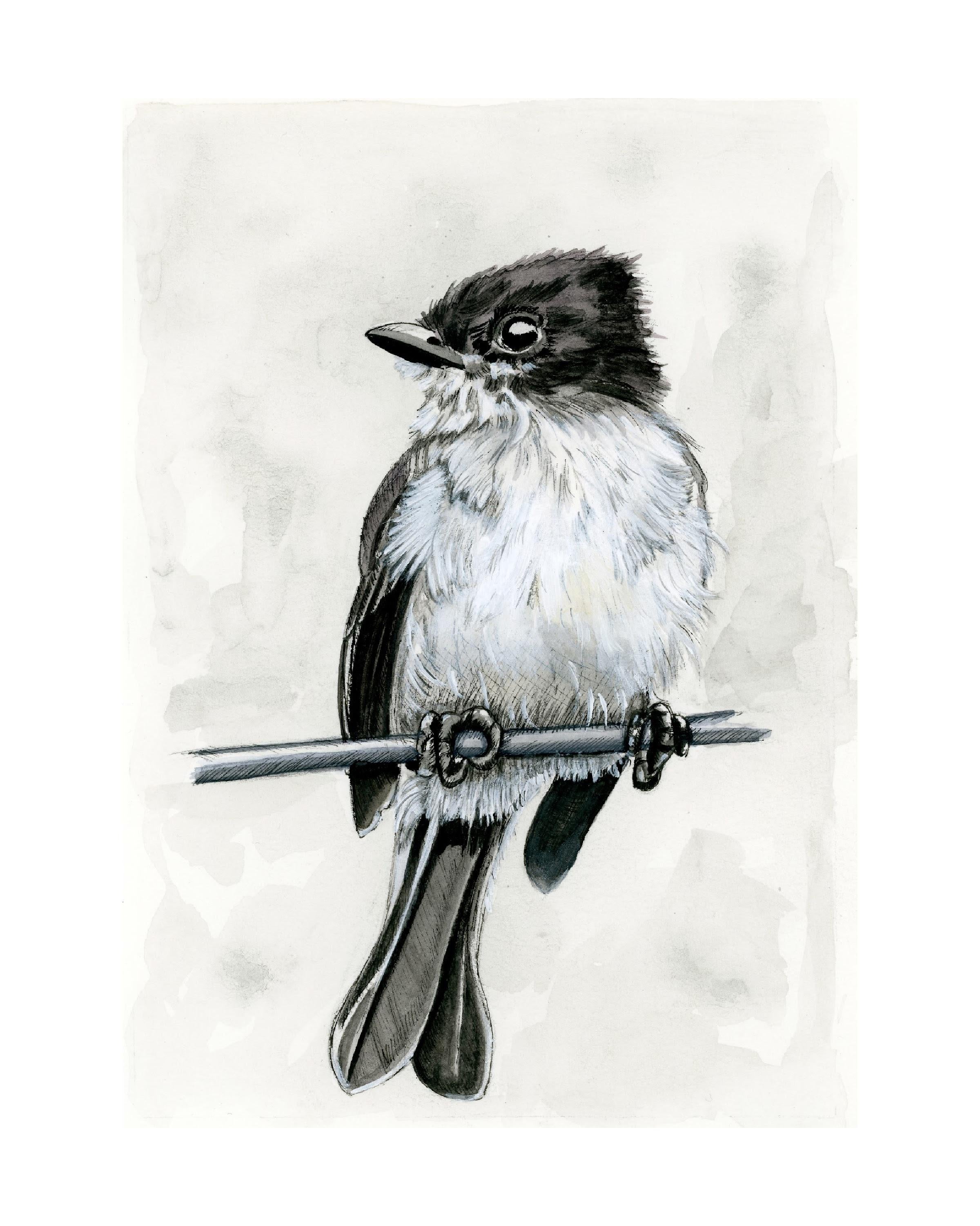 Eastern Kingbird Print