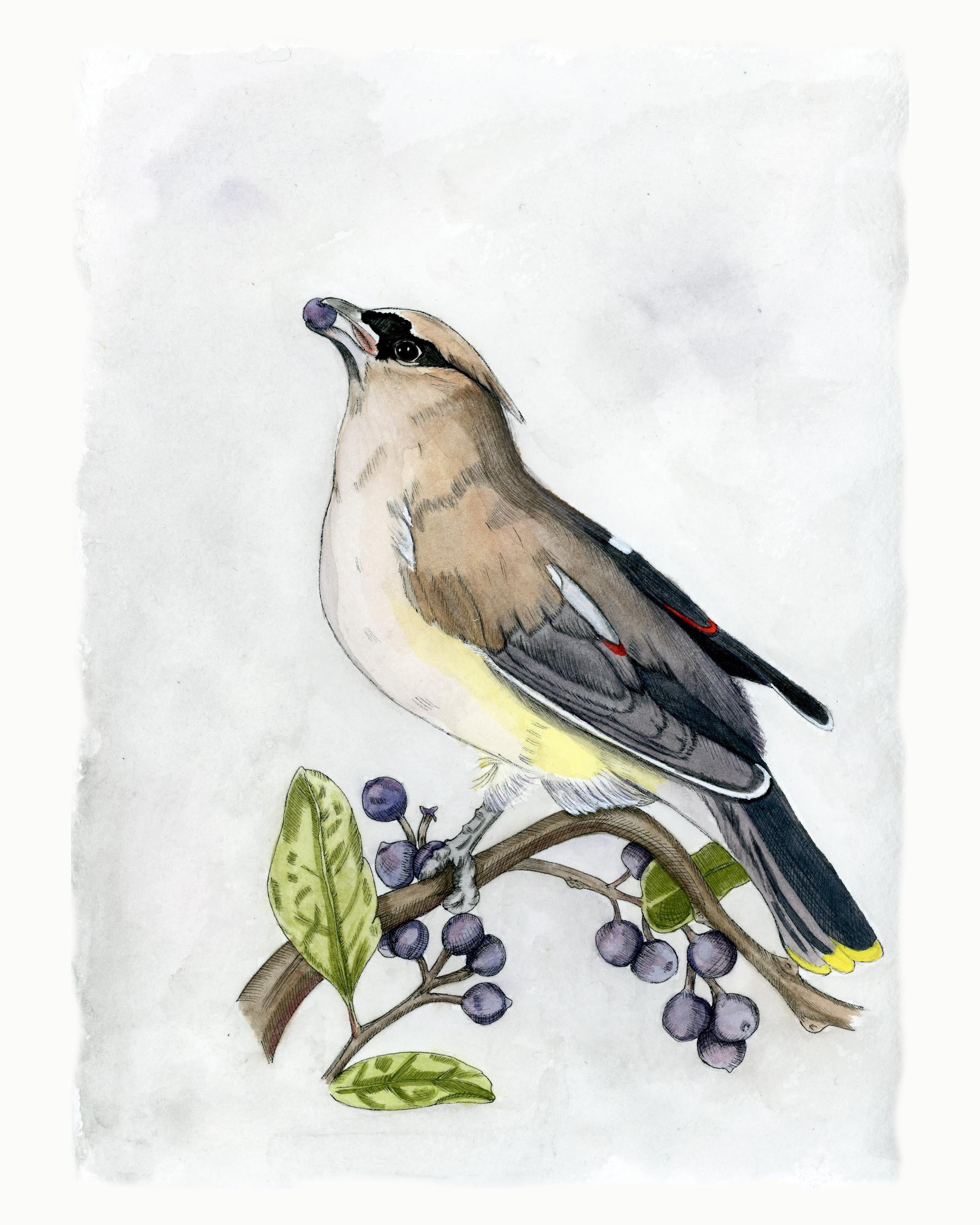 Cedar Waxwing Print