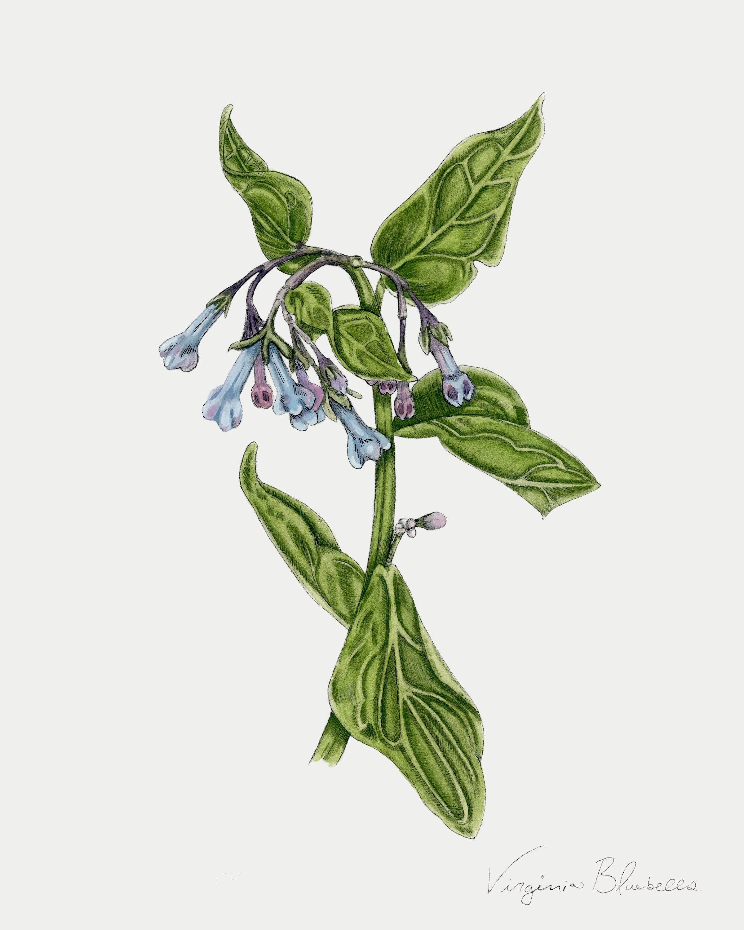 Virginia Bluebells Print